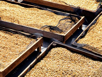 Træstativ fyldt med Robusta-bønner